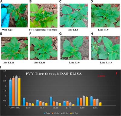 Corrigendum: CRISPR/Cas9-mediated targeting of susceptibility factor eIF4E-enhanced resistance against Potato virus Y